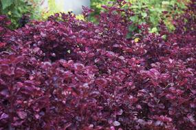 Leafs Garden macro blur