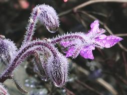 Drip Raindrop Drop Of Water