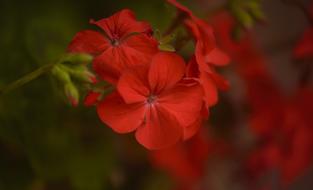 Geranium Flower Red