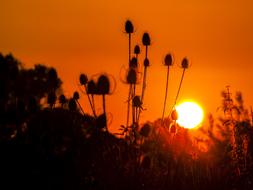 Wild Teasel Plant Flower