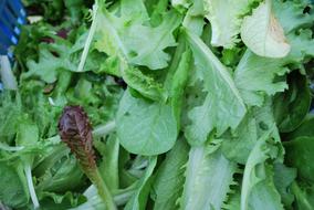 green leaves of a plant in the garden