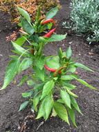 hot pepper bush