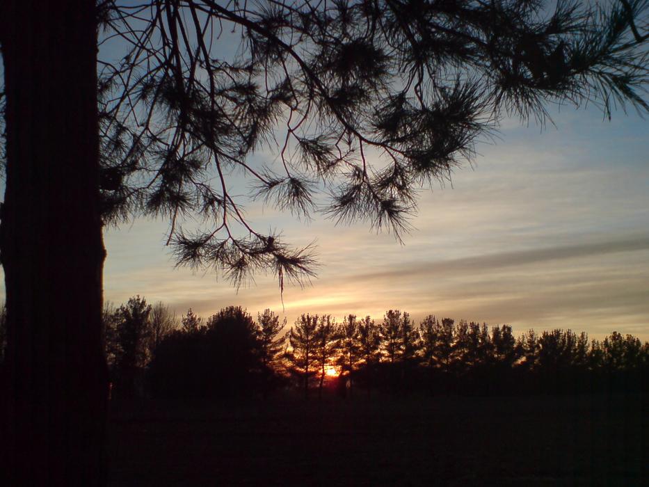 silhouette of the forest on soltsna