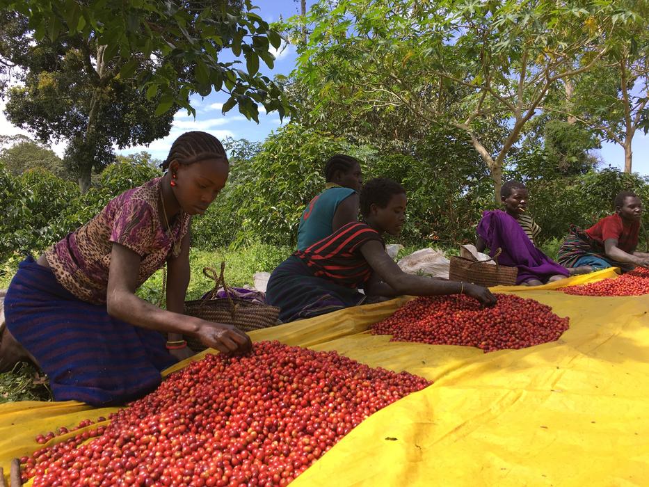 people process coffee beans