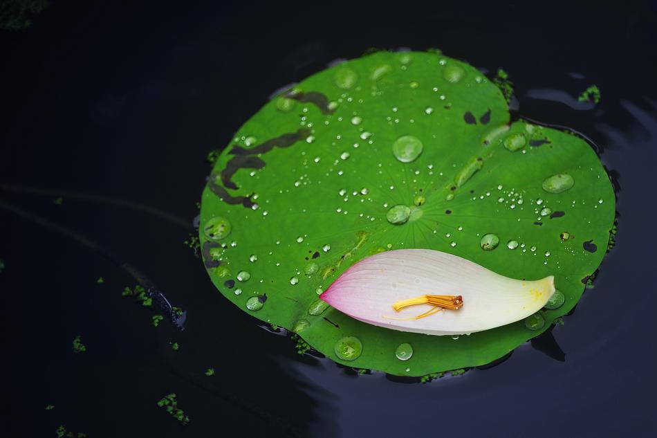China pond Plant