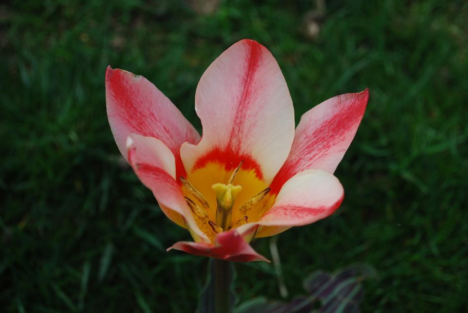 pink Flower Tulip in the Garden