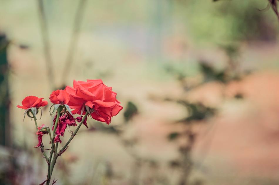 Rose Botanical Garden