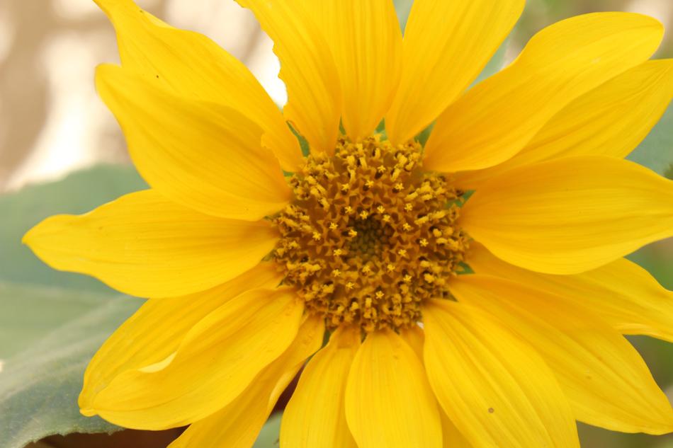 macro photography of the flower center