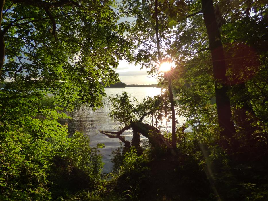Lake Trees Nature