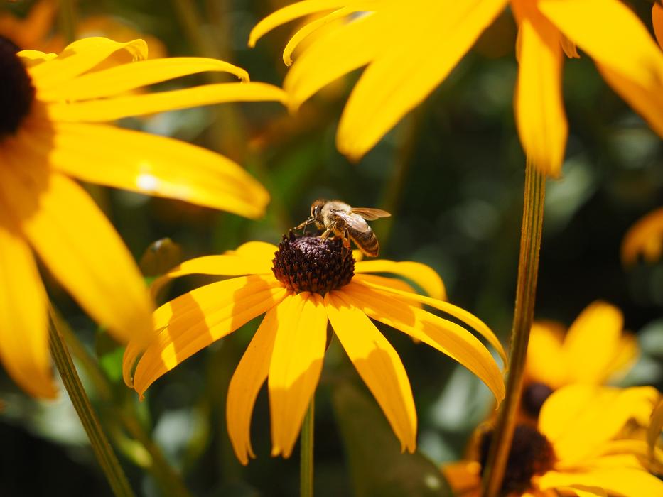 insect flower yellow many