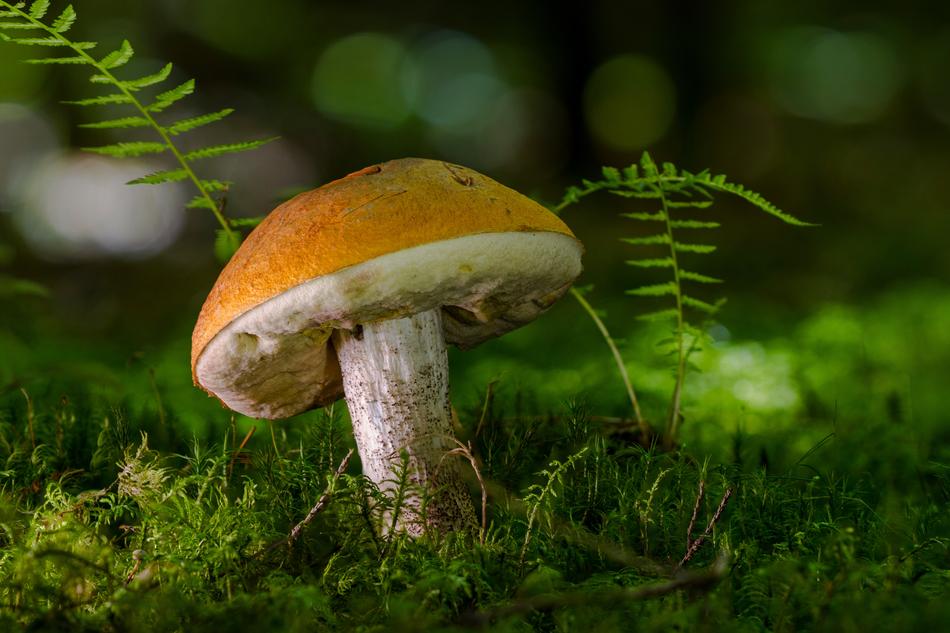 Birch Mushroom Forest