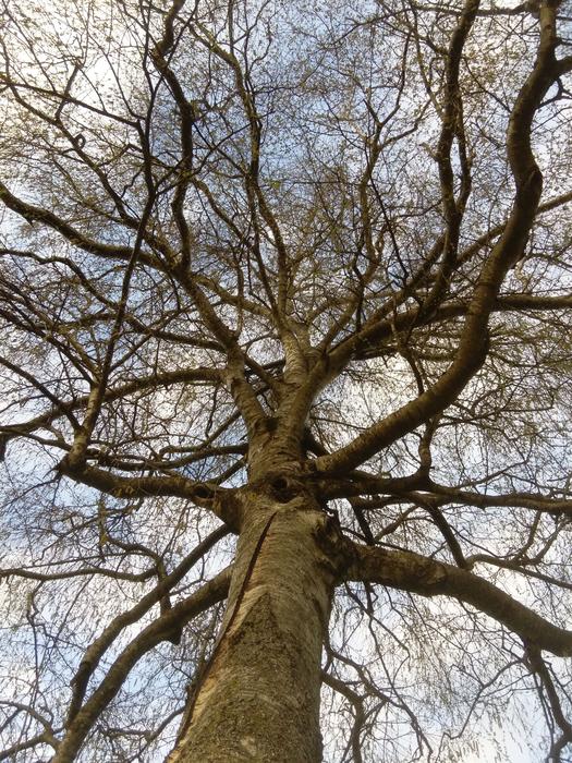 Tree branches bottom view