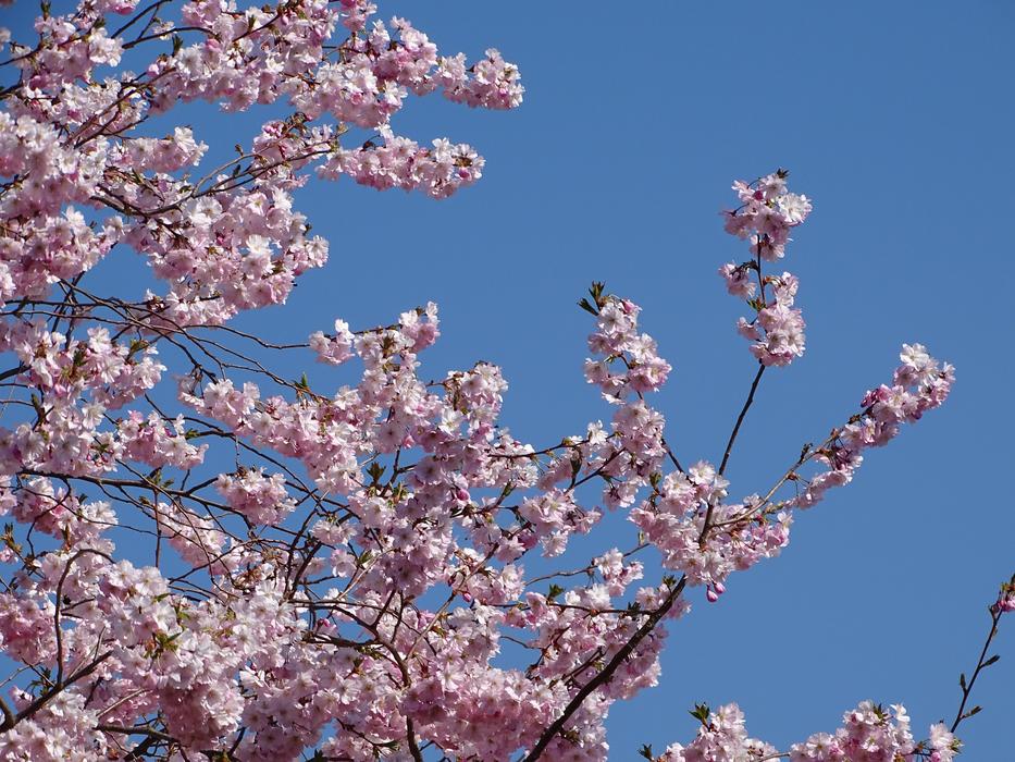 pink gorgeous sakura on the sky background