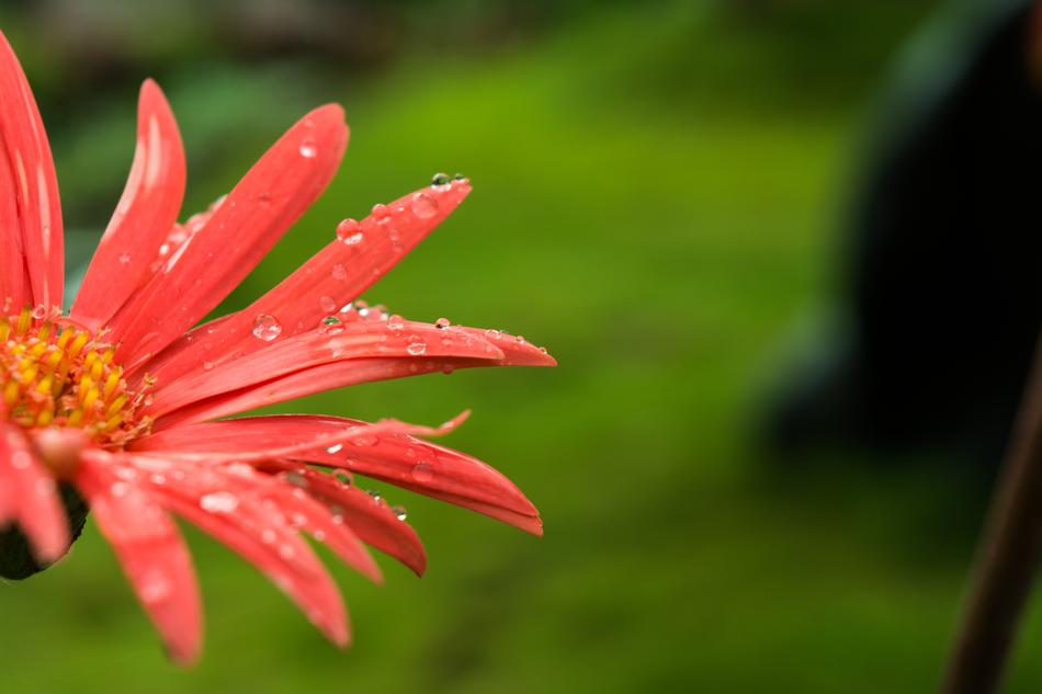 red water drop flower