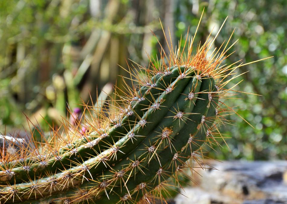 Cactus Spur Green