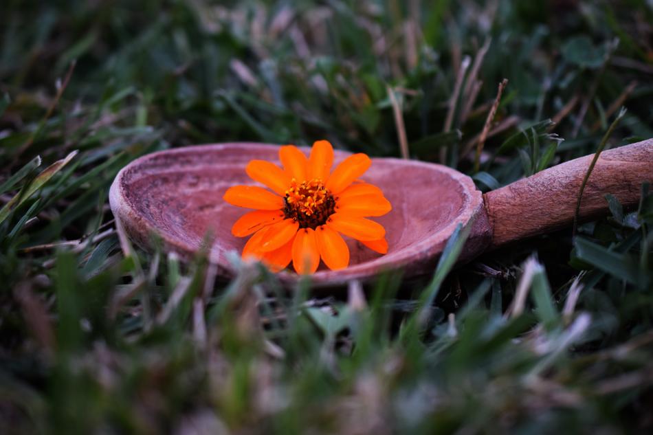 Autumn Flower in Grass
