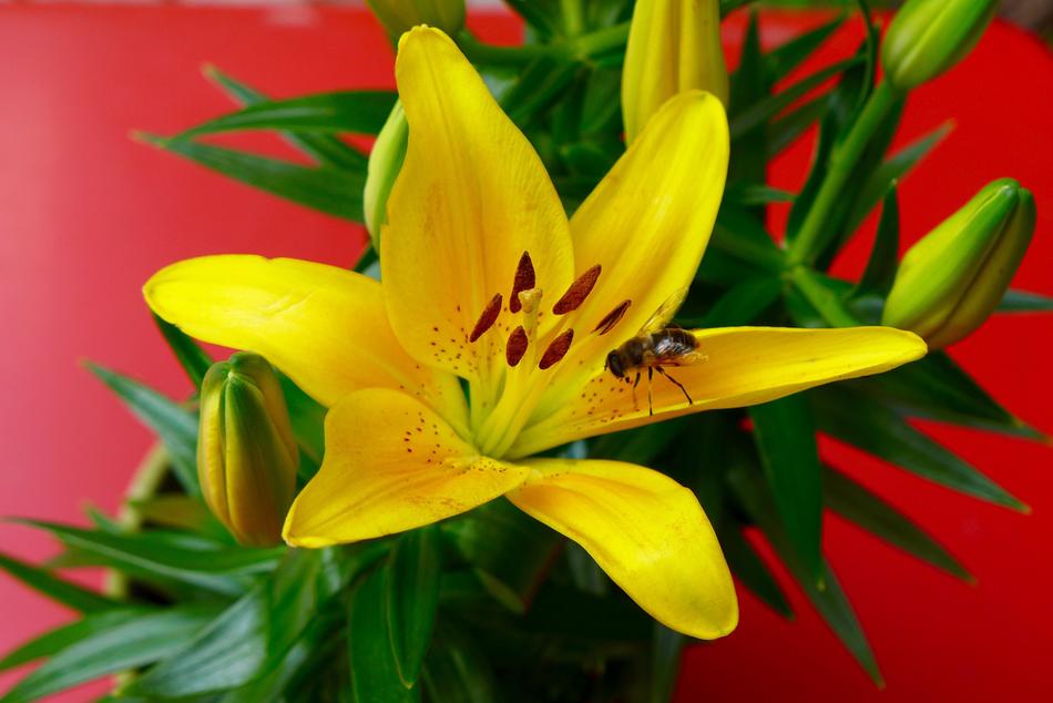 yellow flower on green leaves