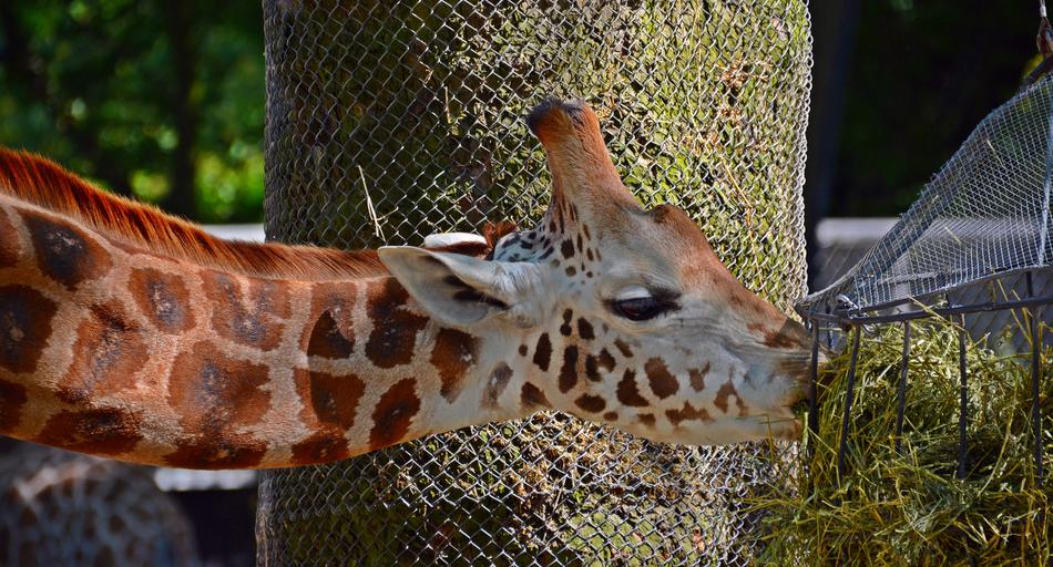 cute giraffe eats grass