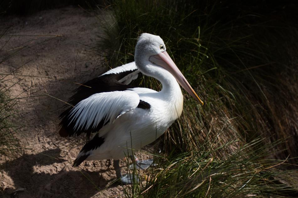 Bird White