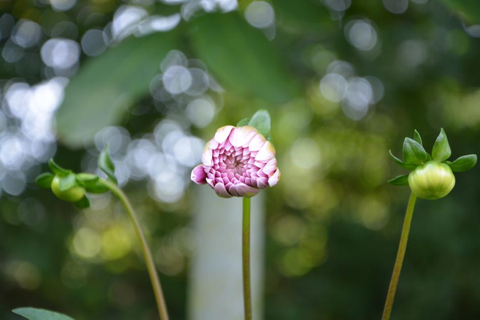 small unusual flowers landscape beautifully