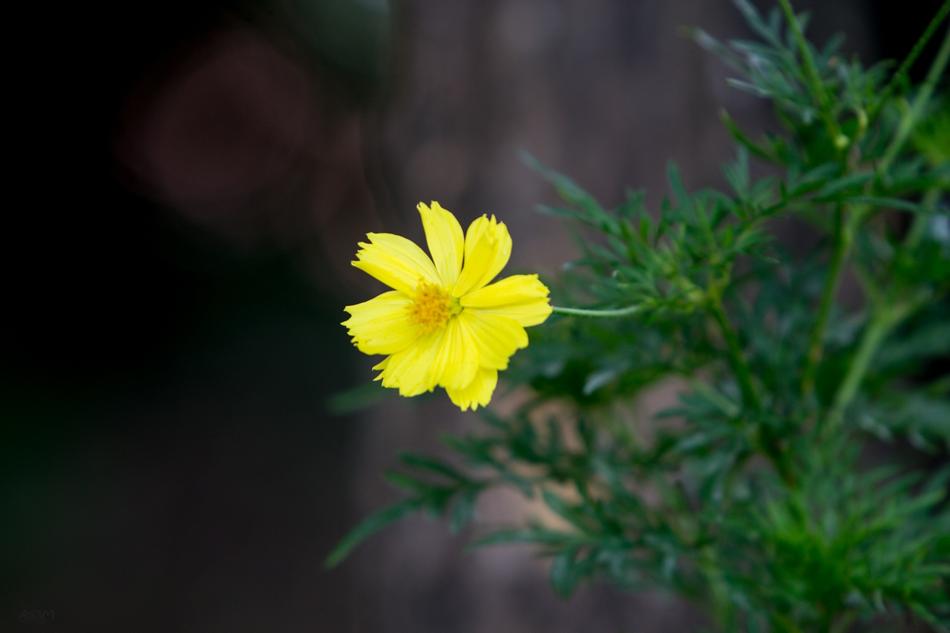 Marigold Flower and Green Flowers