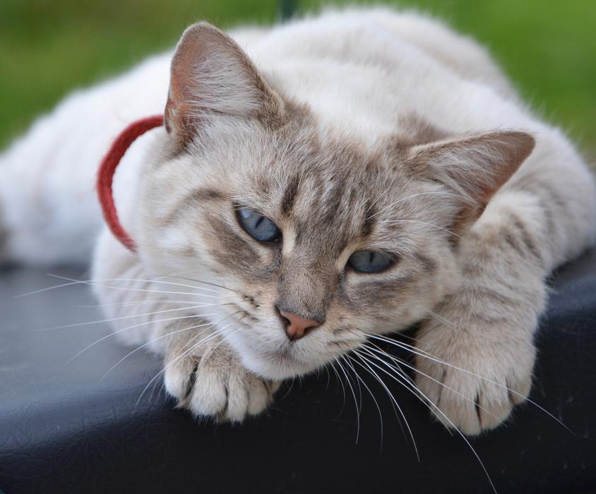 Cat Lying Tranquil