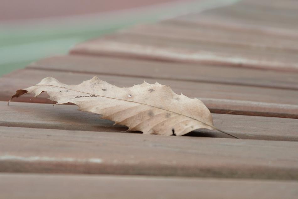 the dry leaf on the table view