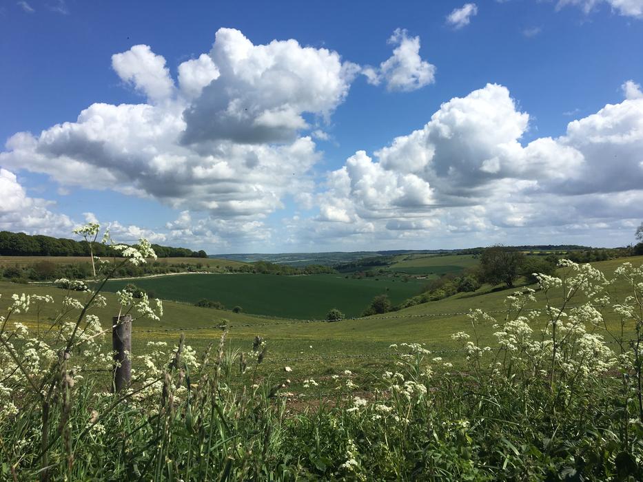 wild little flowers in a green field