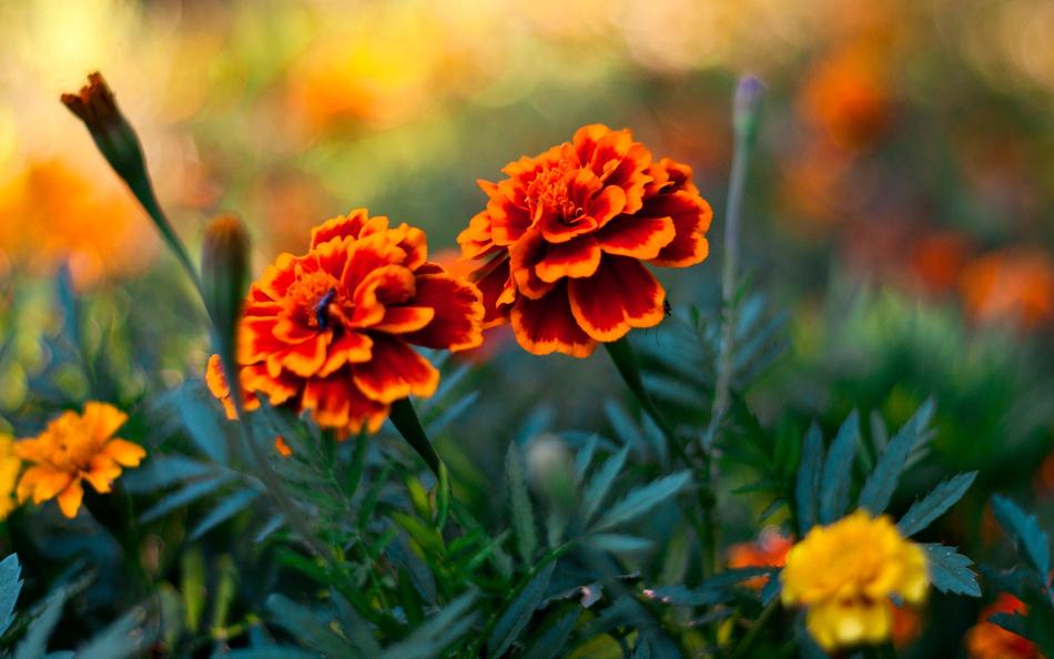 gorgeous spring blooms