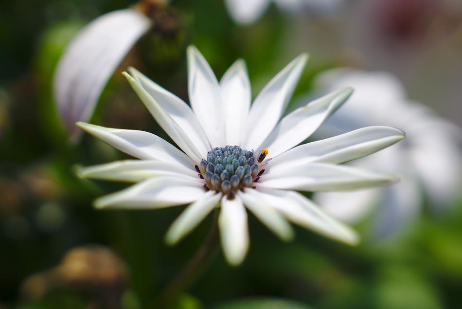 Flower Plant Nature