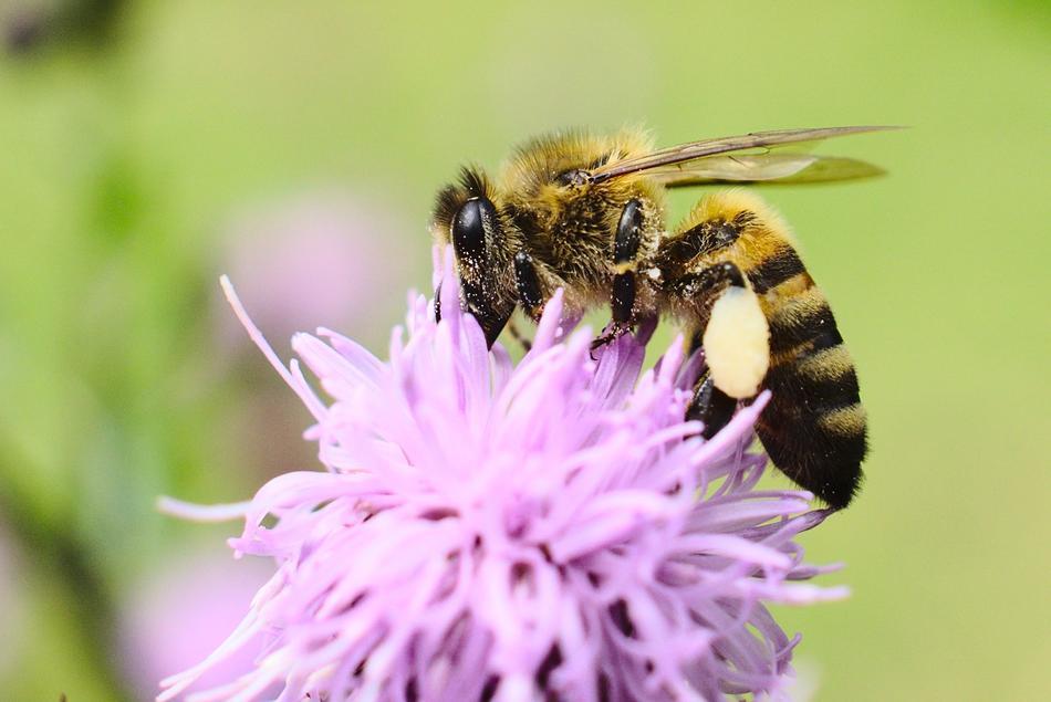 Bee Flower Spring