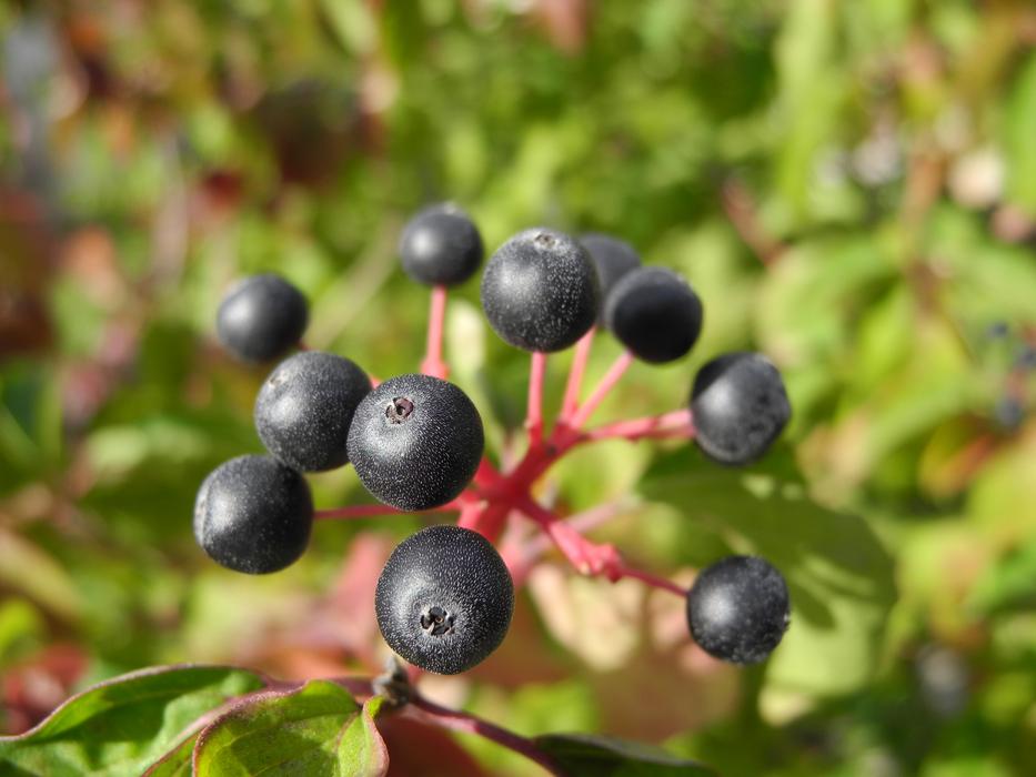 Plant Black Balls in Nature