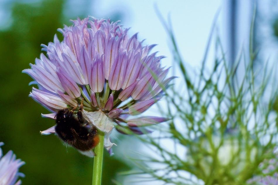 a wild little flower in the green grass a bee
