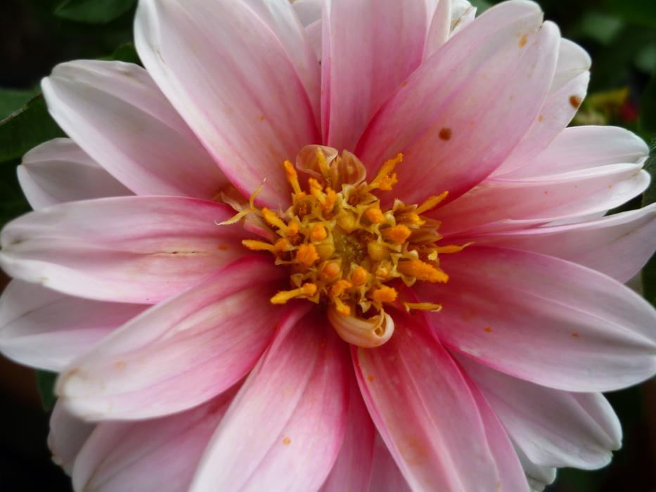 Dahlia Flower Inside Blood