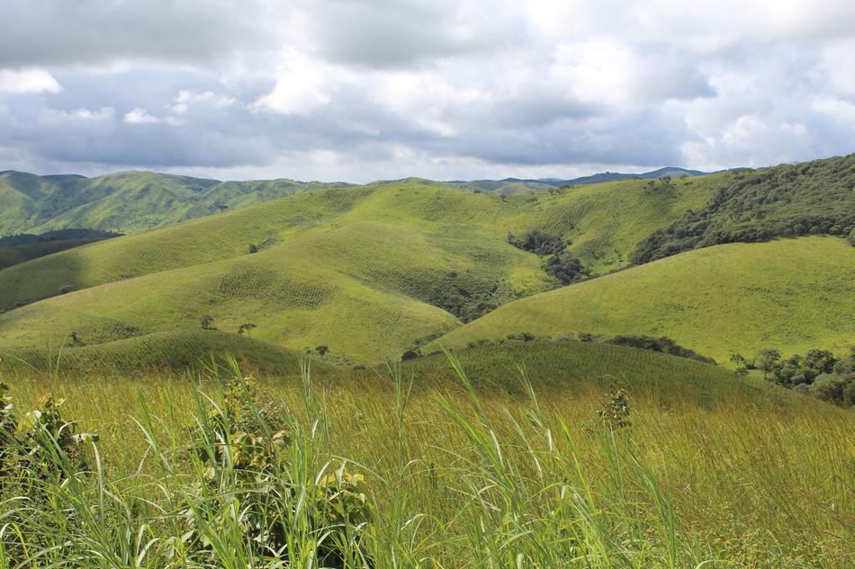 Landscape of Aforestation