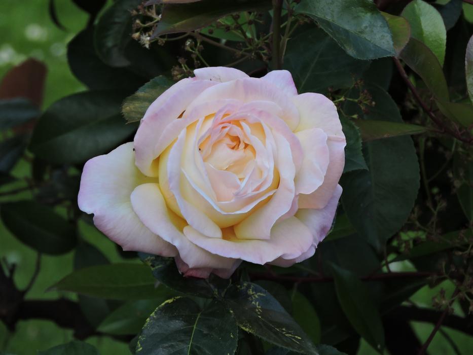 white Rosa Beauty Plant closeup photo