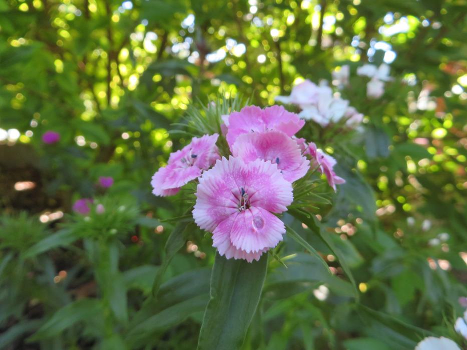 summer blossom forest