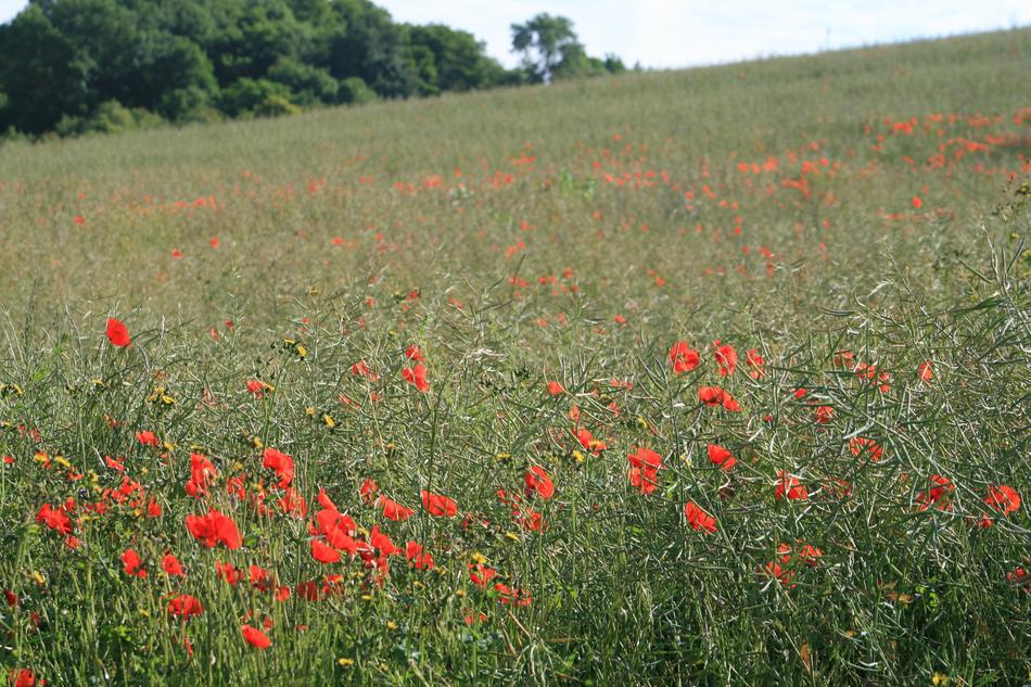 Poppy Field Nature view