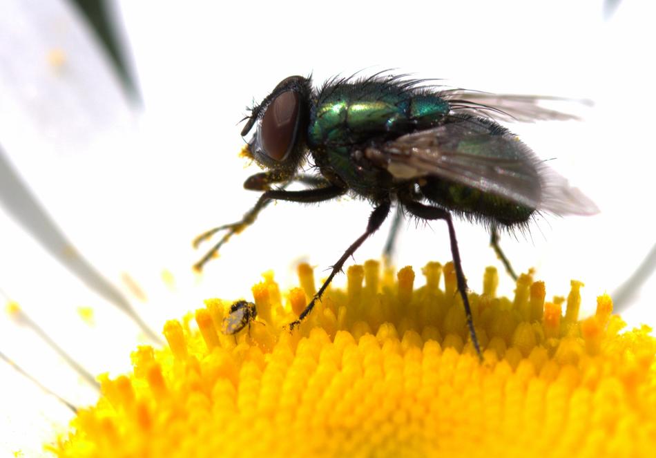 green fly on a flower macro