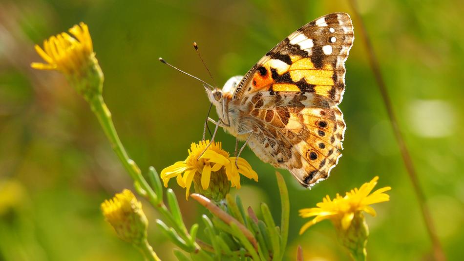 butterfly field wild