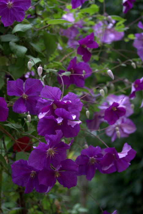 purple Clematita Flowers