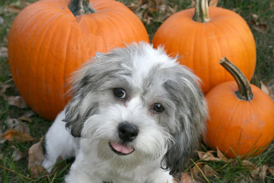 Puppy Dog and pumpkins at fall