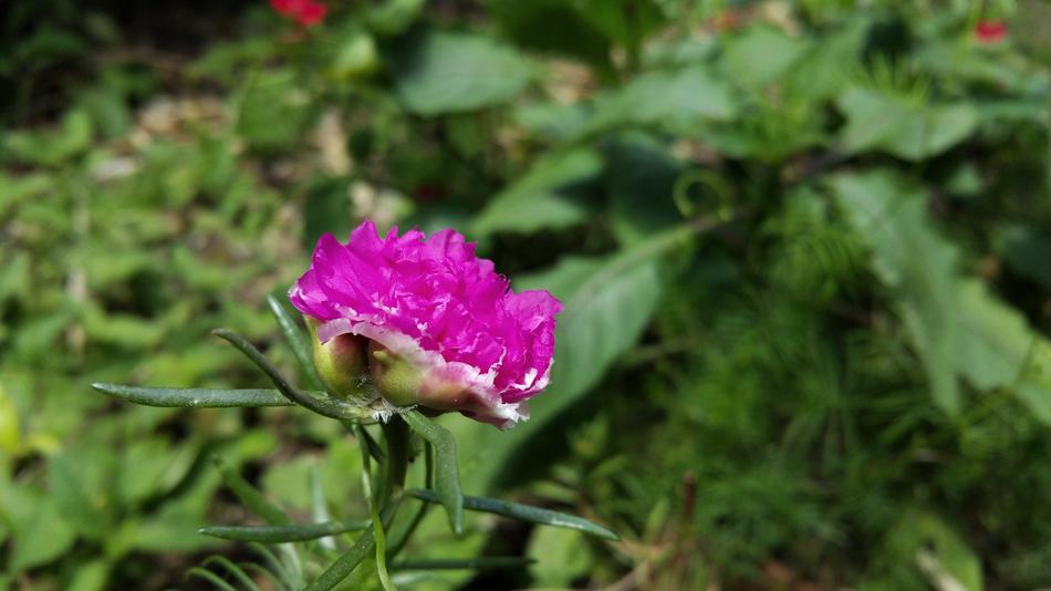 Purple Flower blooming in the garden