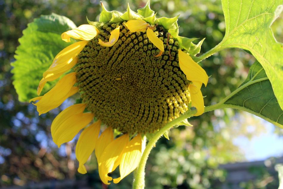 green sunflower in the field