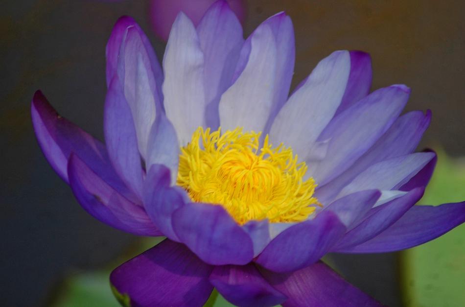 purple gorgeous flower macro