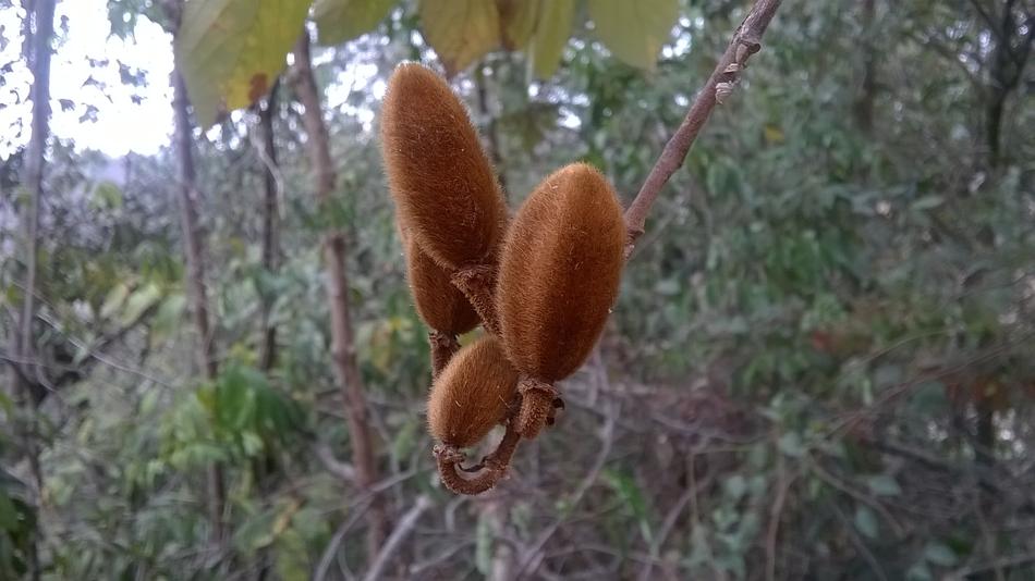 Nature Seed