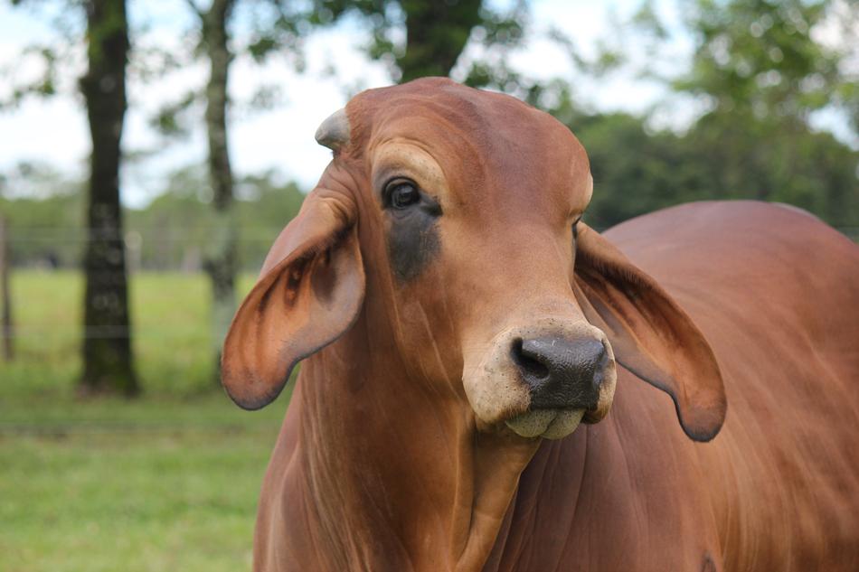 Red Brahaman Cebu on Livestock