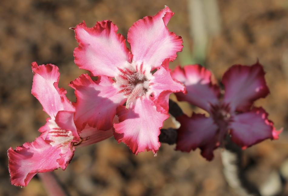 Flower Pink