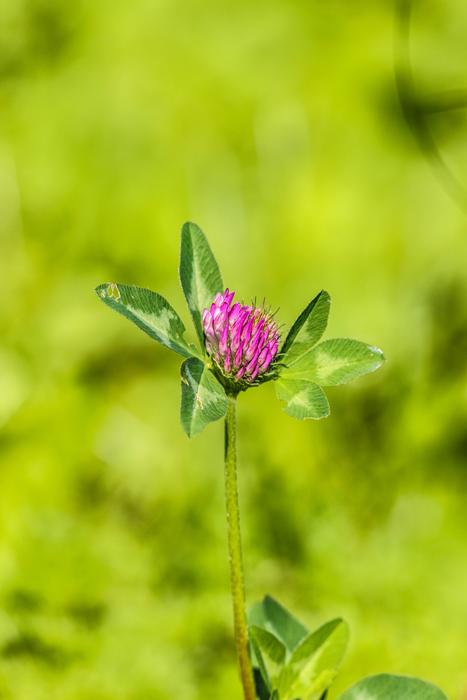 Wildflower Flower Summer