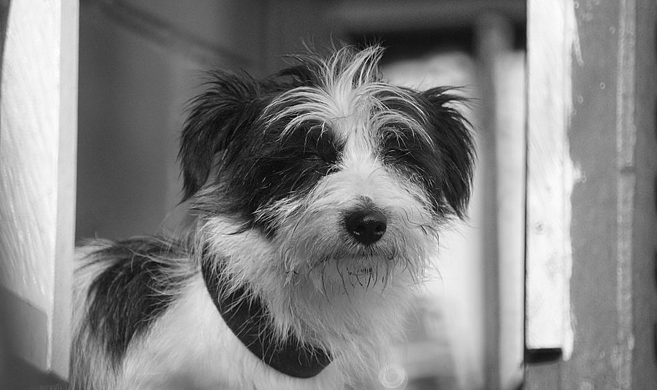 Black And White Dog Can